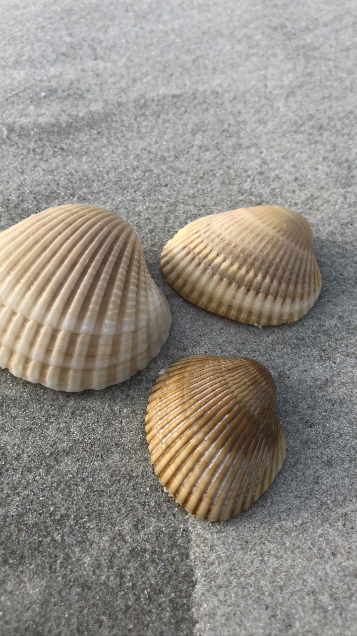 720x1280  Скачать Mорская Ракушка Живые Обои HD APK для Android