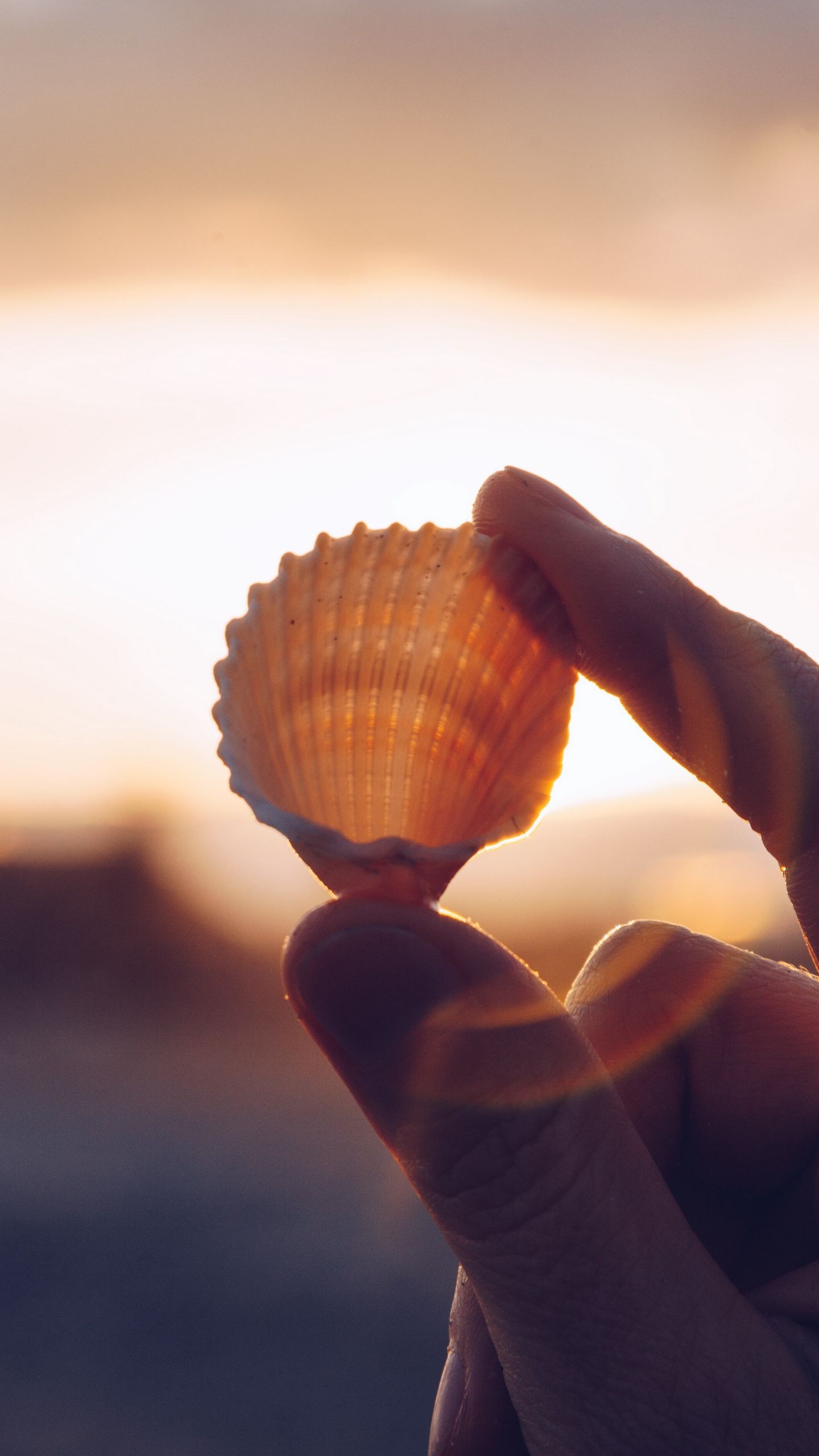 1440x2560  Ракушки обои на телефон - фото и картинки: 53 штук