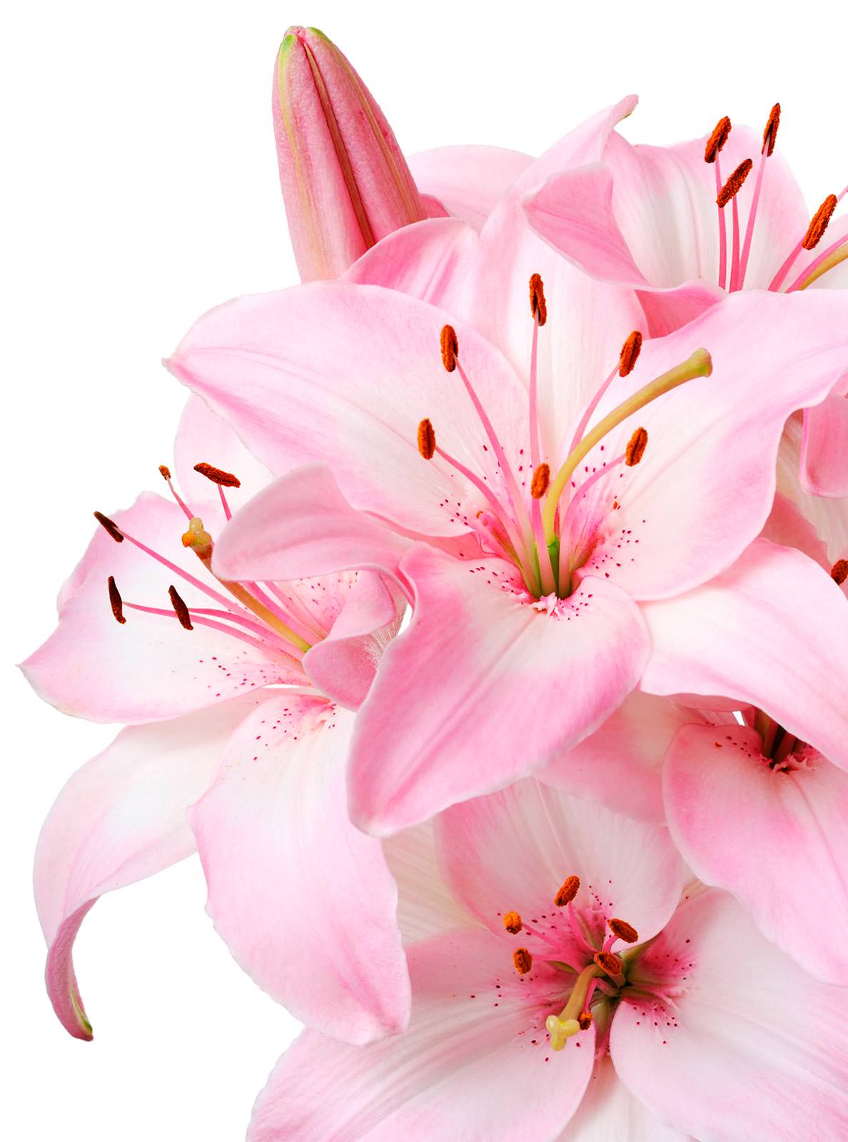 1188x1600  Обои для рабочего стола Морские звезды Жемчуг Природа 1080x1920