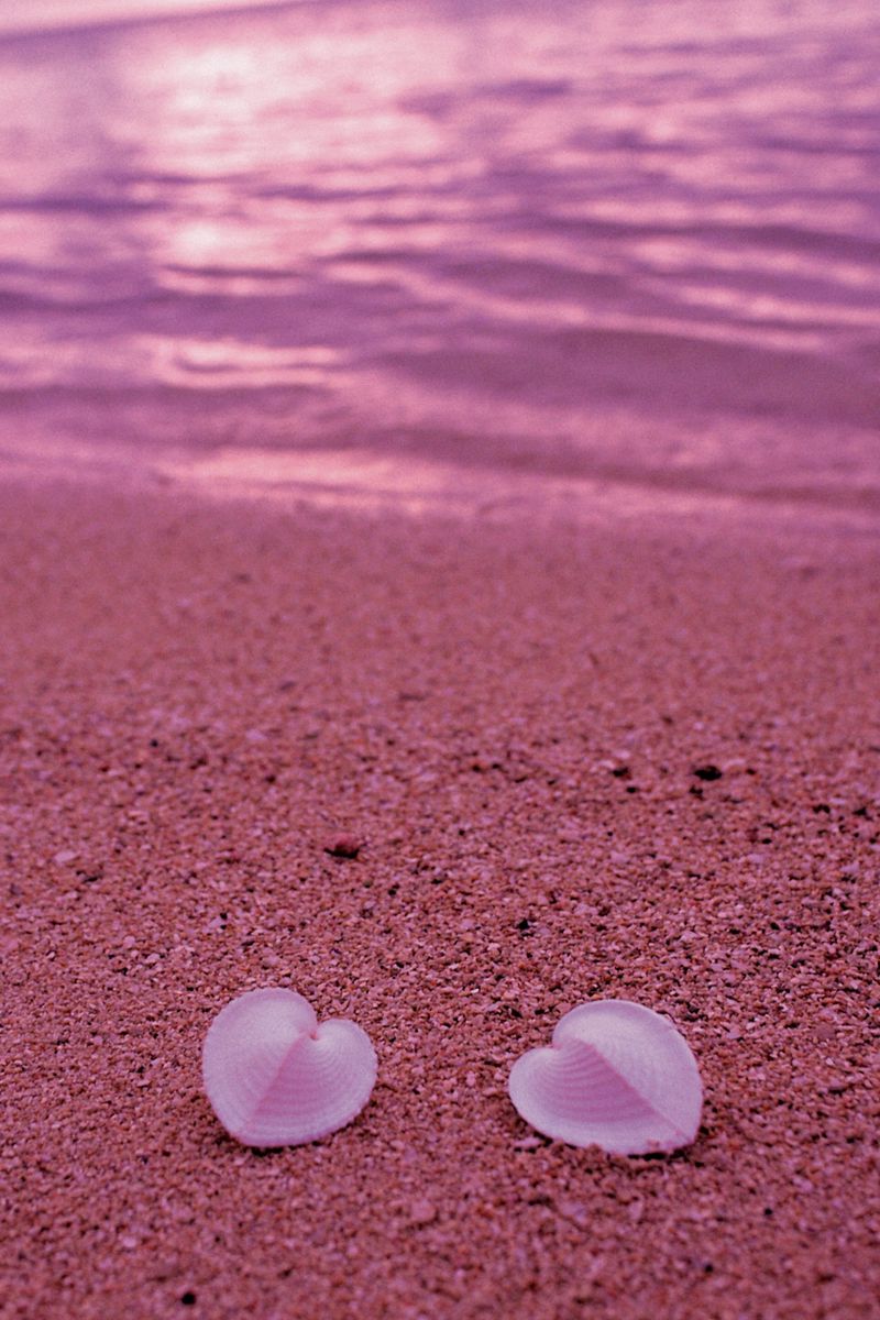 800x1200  Обои на телефон: Природа, Ракушки, Камень, Оболочка, Дзен, Земля/природа,  1343249 скачать картинку бесплатно.