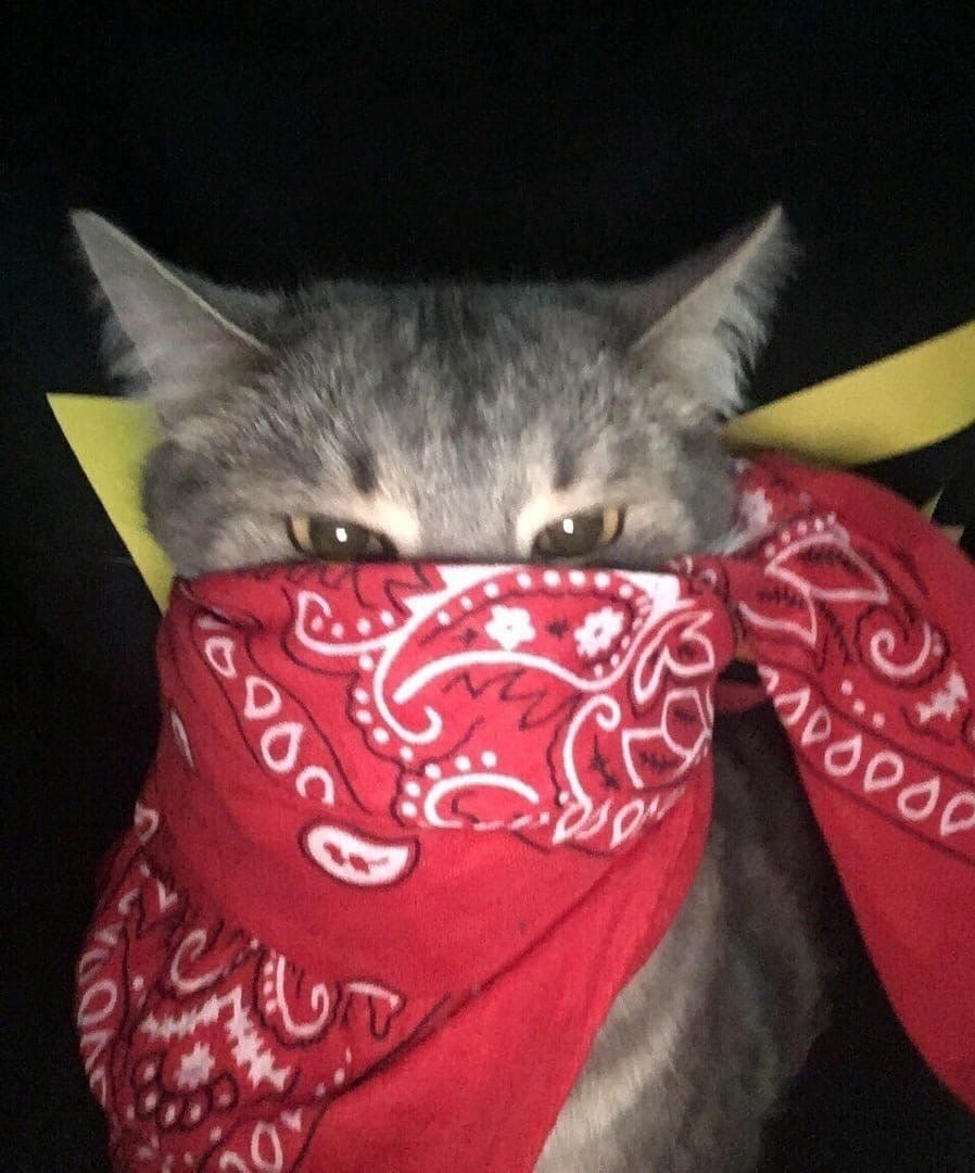 898x1080  https://aigis.club/84038-kot-v-bandane.html