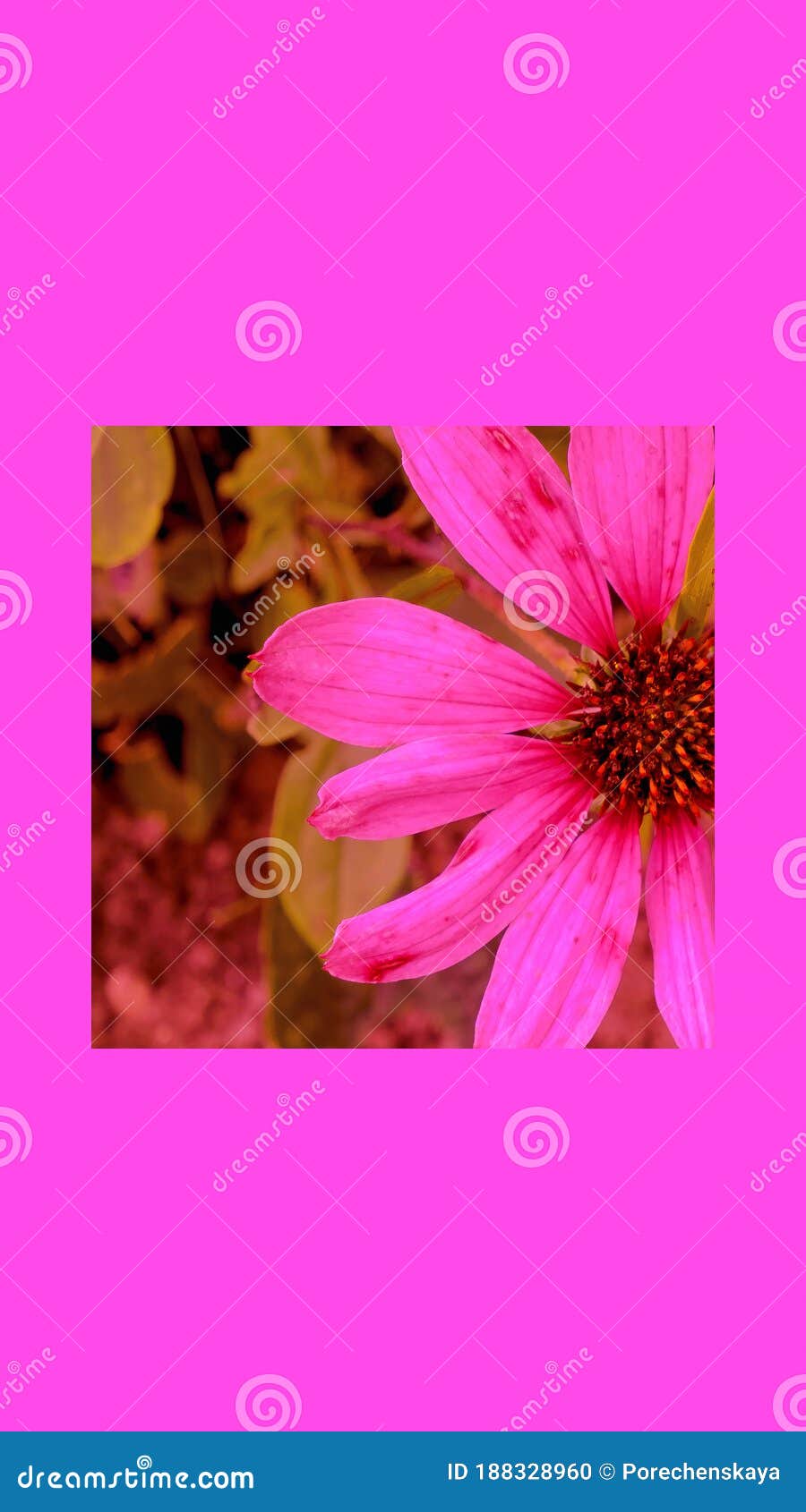 900x1690  Телефон обоев моды эстетический. Розовые цветы. Весной, летом флюиды  расцветает Стоковое Фото - изображение насчитывающей природа, лилово:  188328960