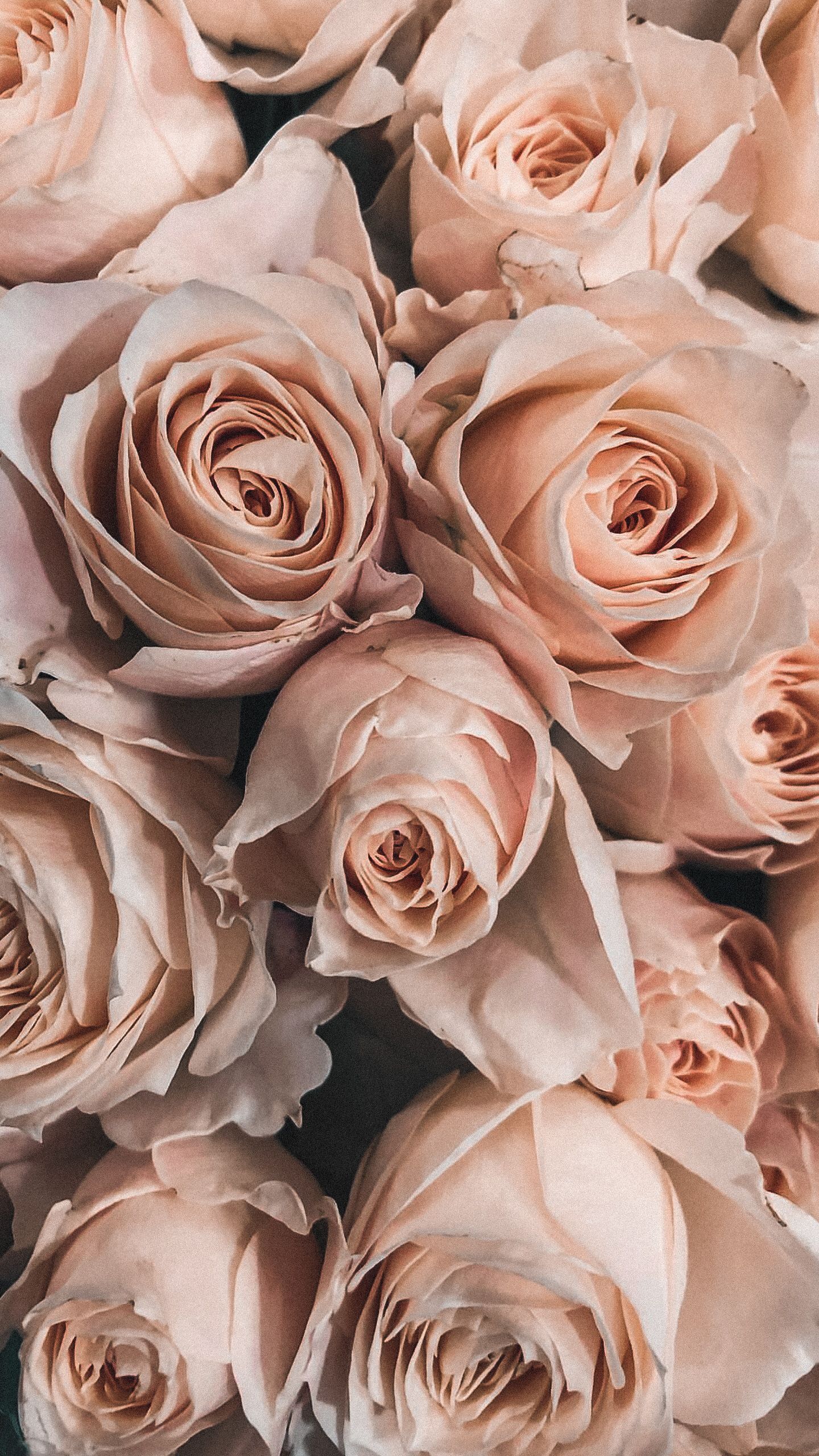 1440x2560  Обои на телефон | Flower iphone wallpaper, Flower phone wallpaper, Pink  wallpaper iphone