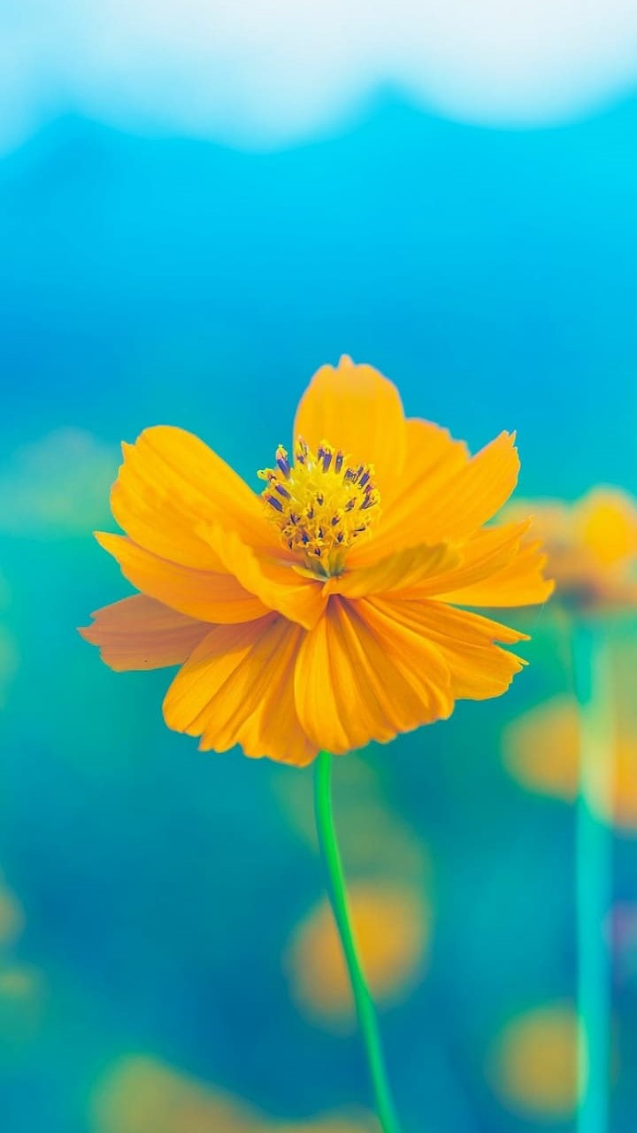 720x1280  Бесплатные обои на телефон | Скачайте заставку на телефон | Canva