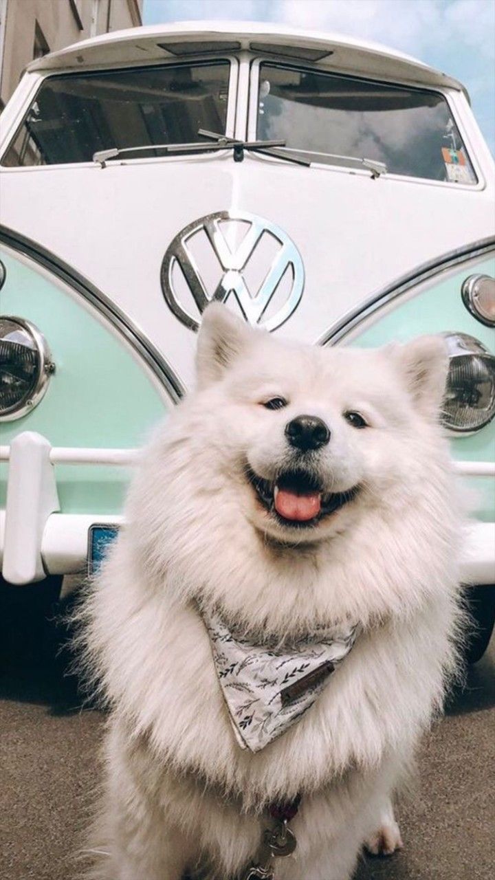 720x1280  обои на телефон | Самоедская лайка, Собачки, Собаки