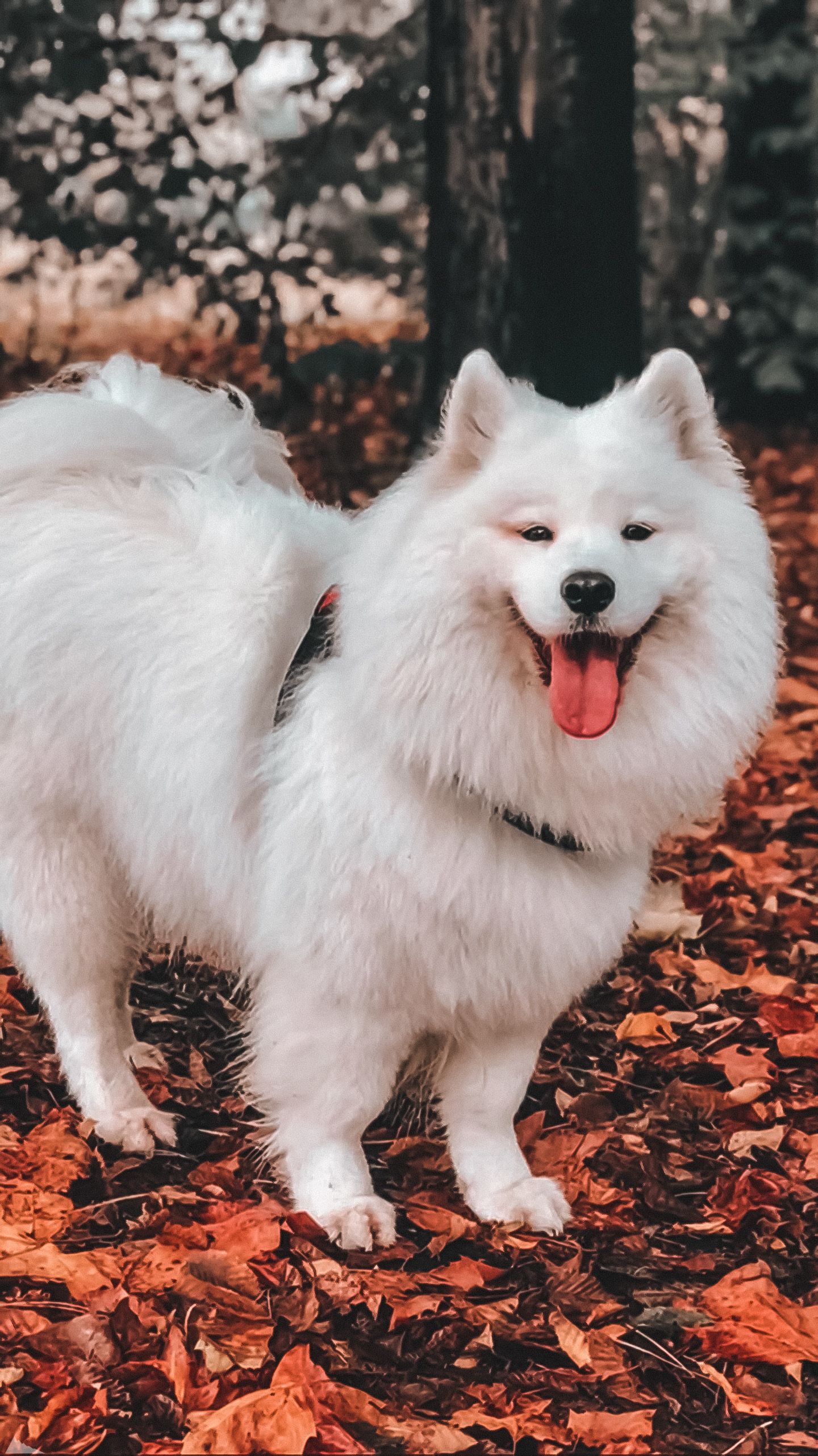 1440x2562  Pin by Руслана Якимівська on З новим роком | Cute animal photos, Cute  animals, Cute animal pictures