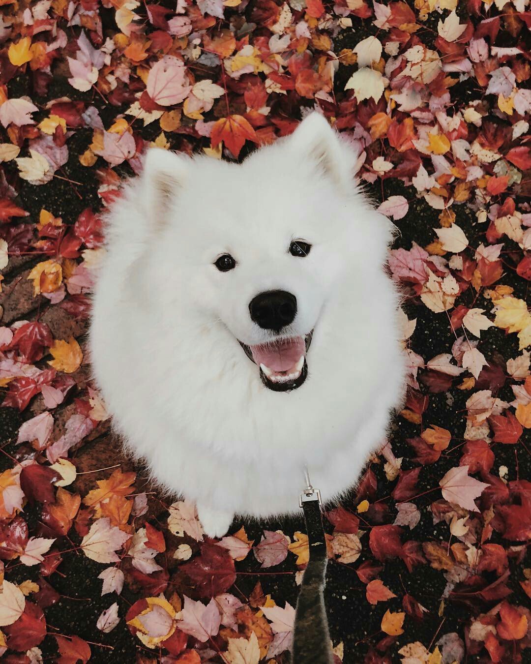 1080x1350  Собака самоед - 76 фото