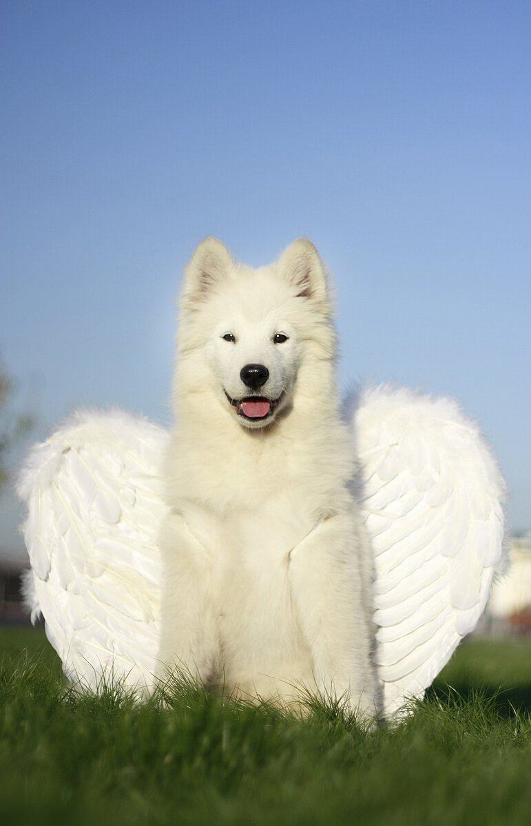 771x1200  Самоед волк - 41 фото