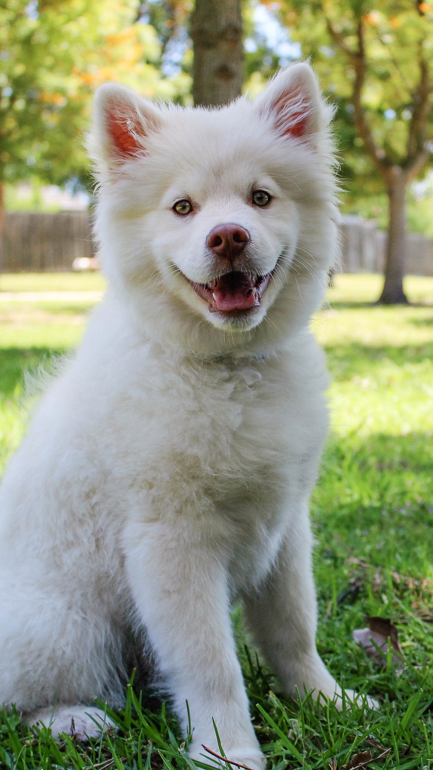 1440x2560  Обои на телефон собака, белый, милый, сидит - скачать бесплатно в высоком  качестве из категории \"Животные\"