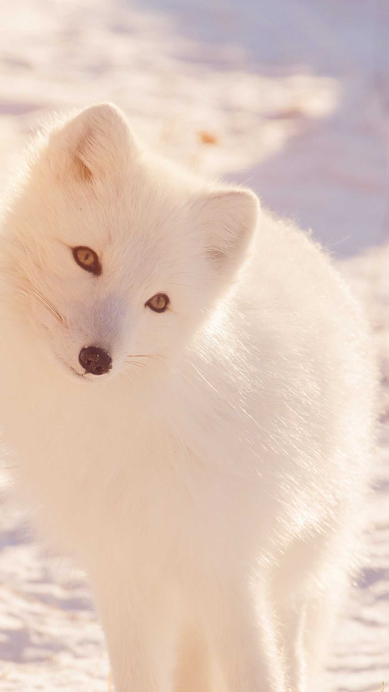 1242x2208  Winter animal fox white flare Download Free HD Wallpapers for iPhone 6, 6s,  7, 7s