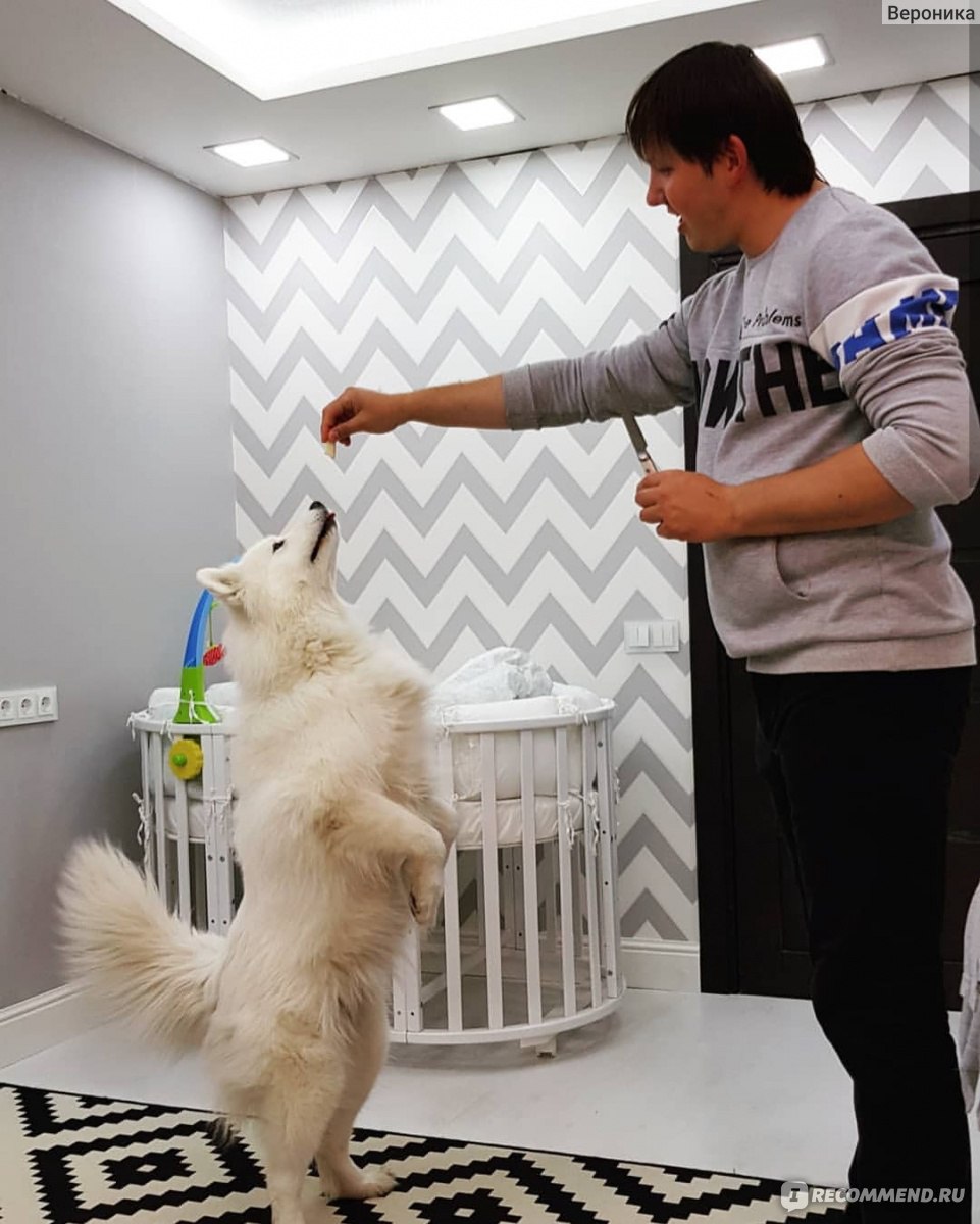 961x1200  Самоедская лайка (самоед) - «Никогда не думала, что смогу так сильно  полюбить животное. » | отзывы