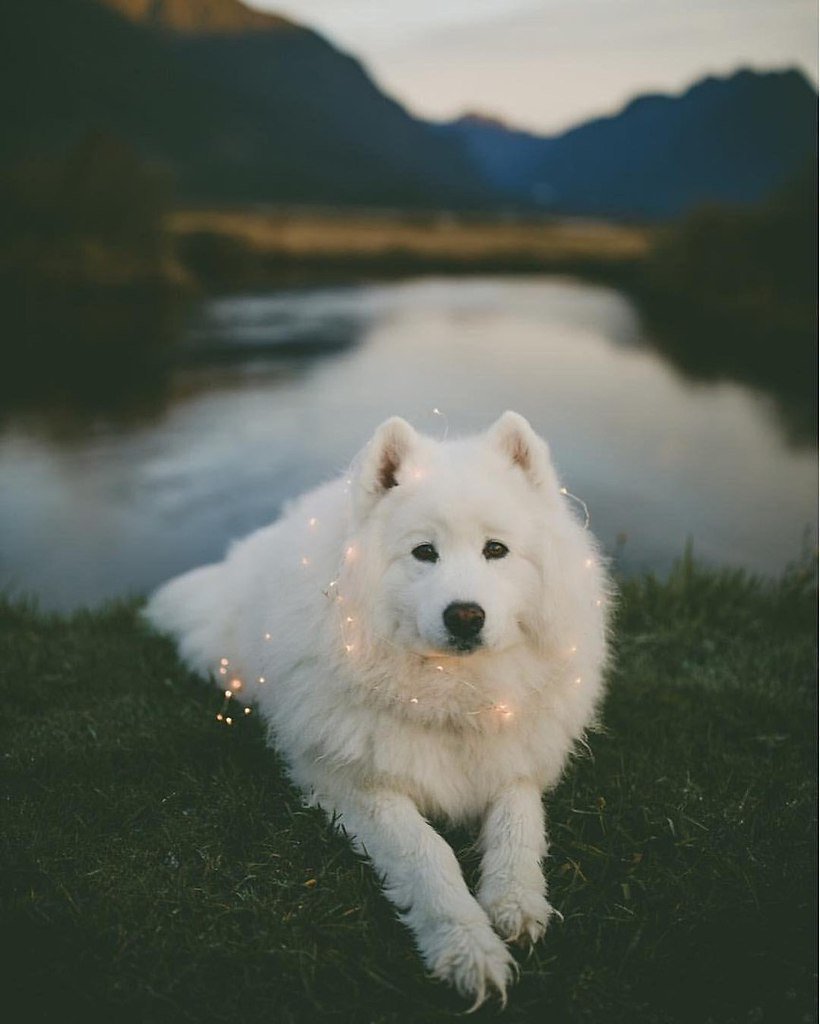 820x1024  Овчарка самоед - 73 фото