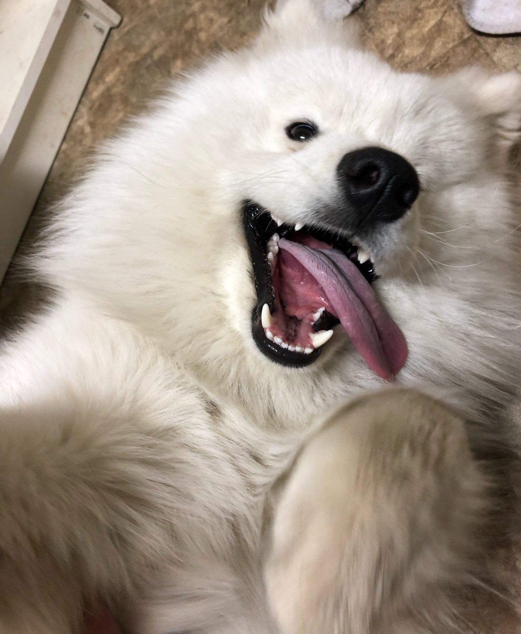 1681x2048  Злой самоед - 33 фото