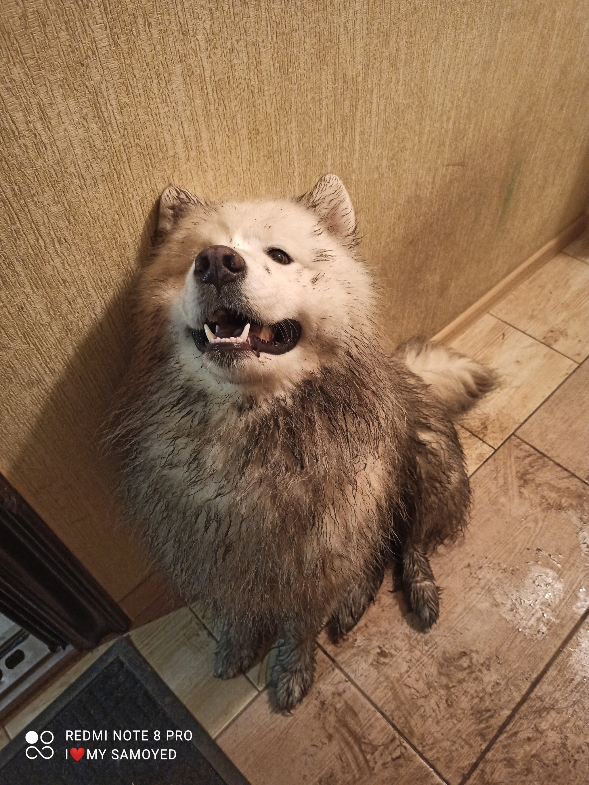 2048x2728  Все, мать, я нагулялся | Пикабу