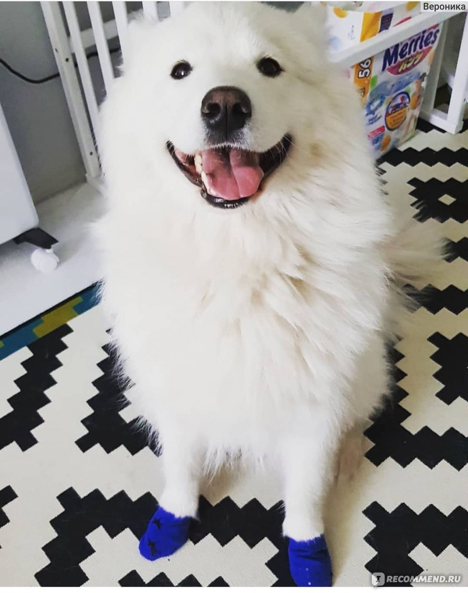 948x1200  Самоедская лайка (самоед) - «Никогда не думала, что смогу так сильно  полюбить животное. » | отзывы