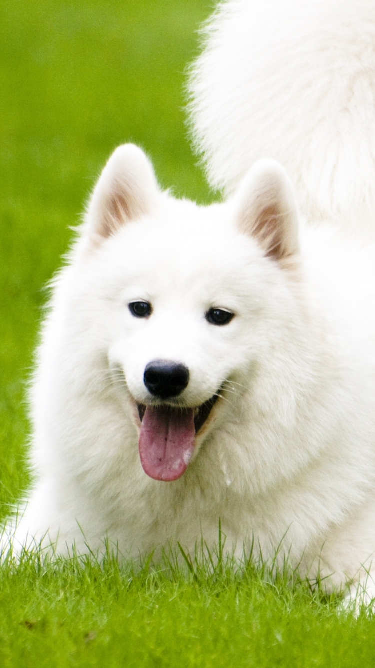 750x1334  Обои на телефон: Животные, Собаки, Собака, Самоед, 1100527 скачать картинку  бесплатно.