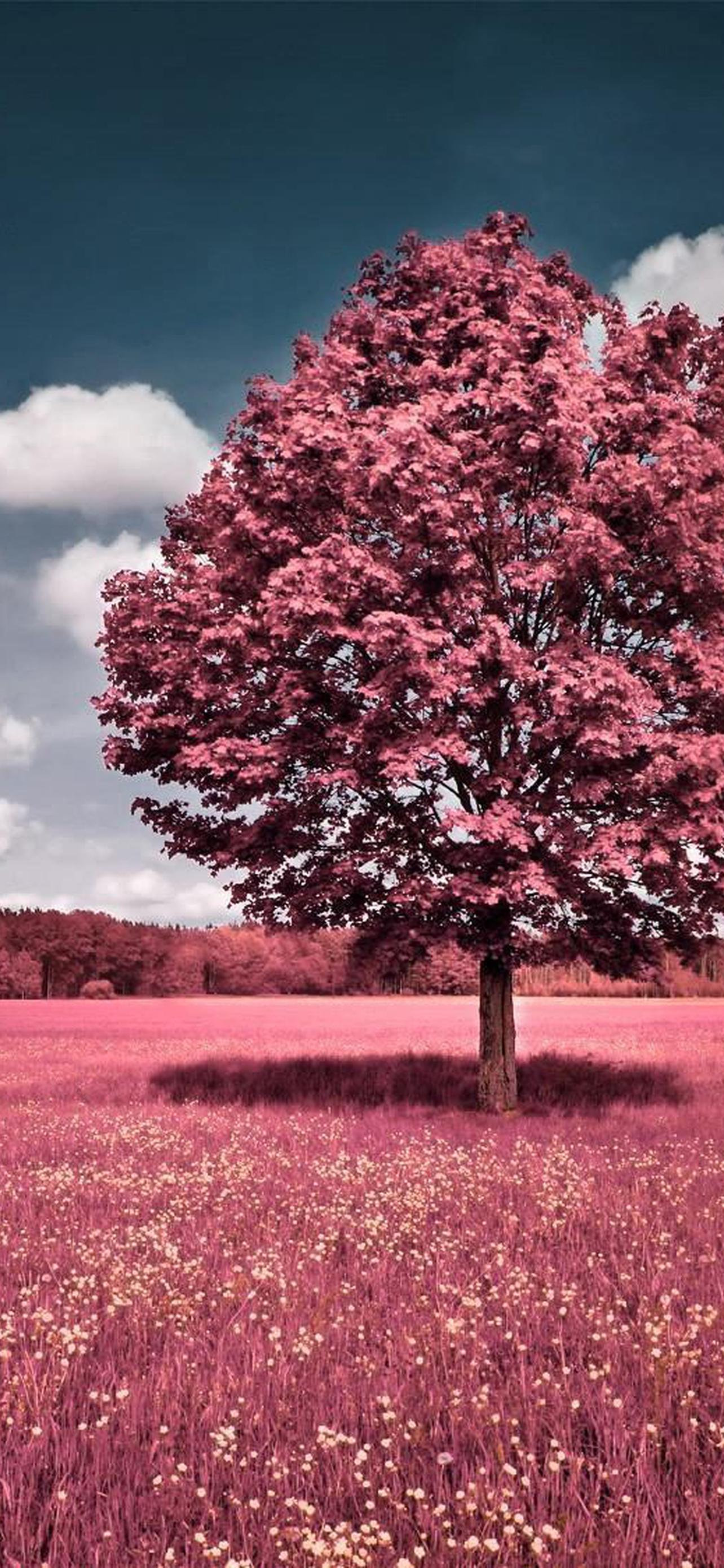 1284x2778  самые красивые обои на телефон [34+ изображений]