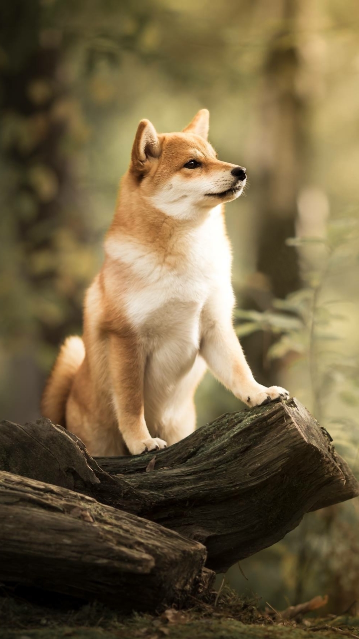 720x1280  Shiba Inu Phone Wallpaper - Mobile Abyss