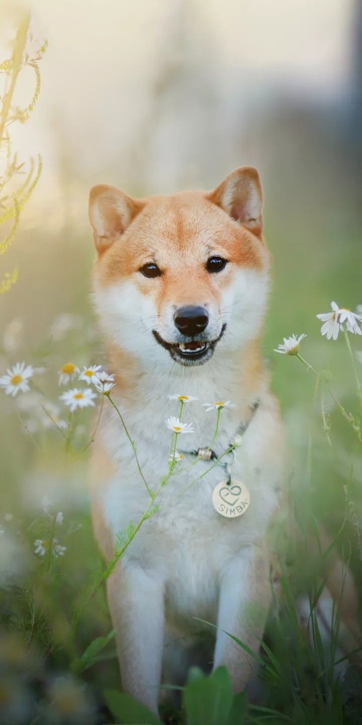 720x1440  Pin by Ngân P.Ề.N.G on Pet | Animal planet, Animals beautiful, Cute animals