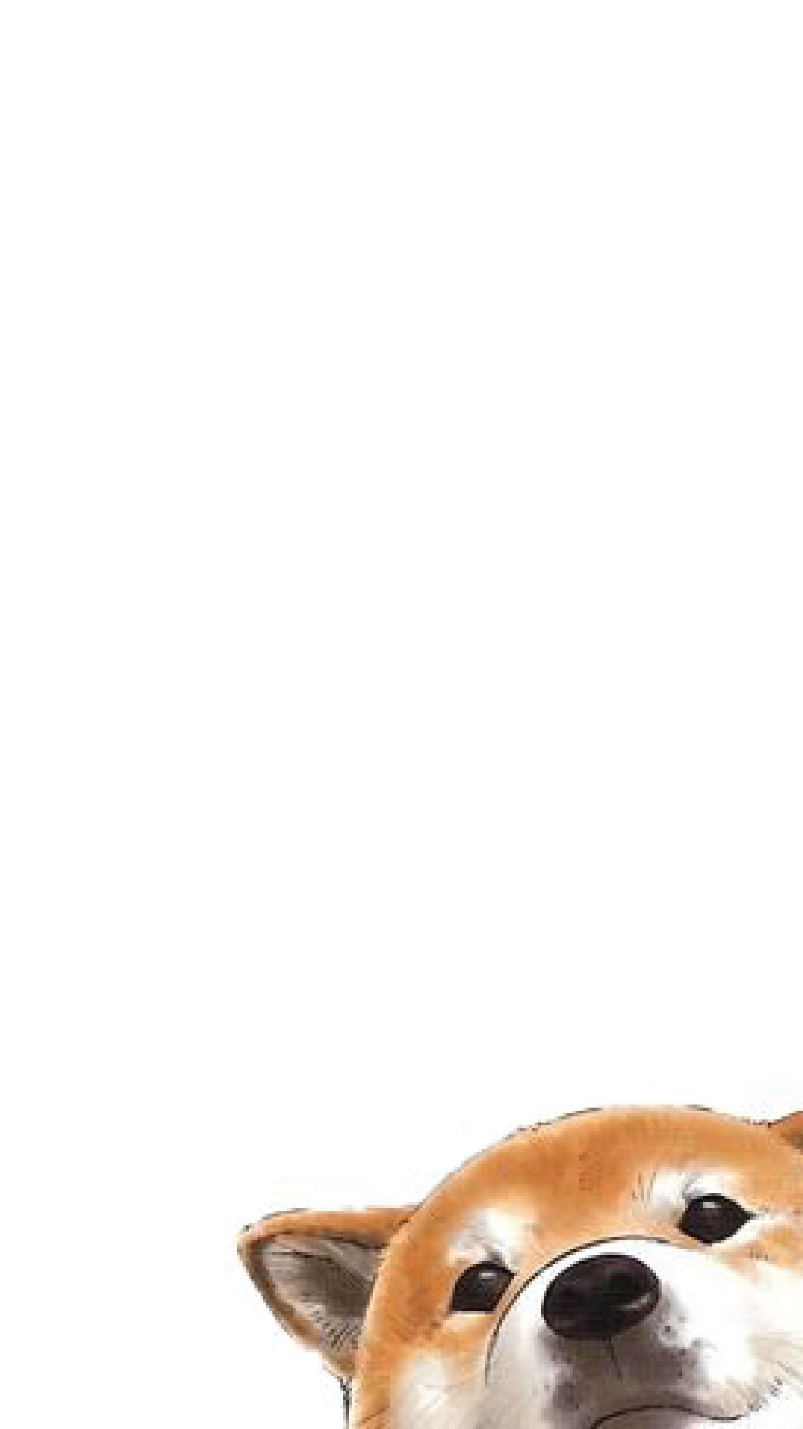 1562x2779  Pin by Tdddddding on background | Cute dog wallpaper, Dog wallpaper iphone,  Dog wallpaper
