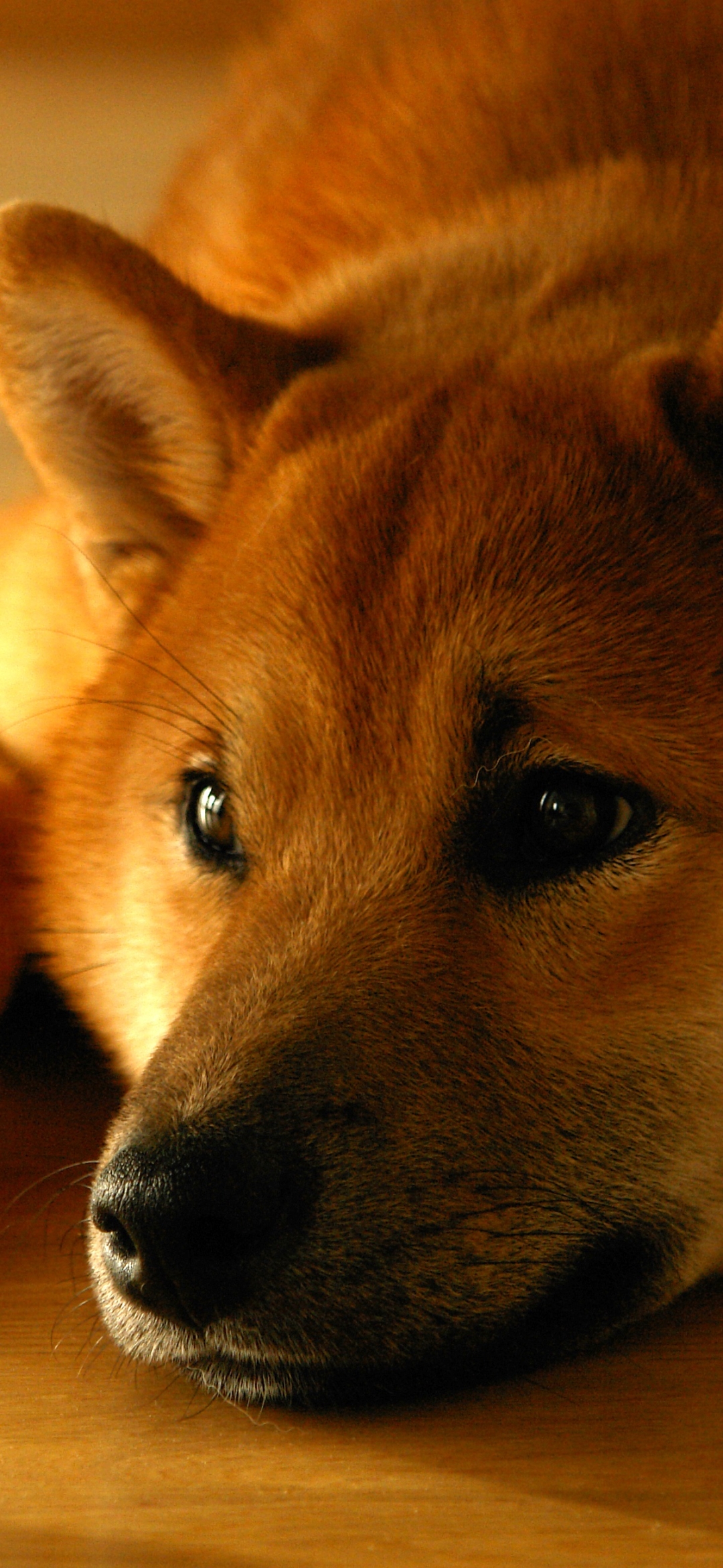 1080x2340  Скачать обои \"Шиба Ину\" на телефон в высоком качестве, вертикальные картинки  \"Шиба Ину\" бесплатно