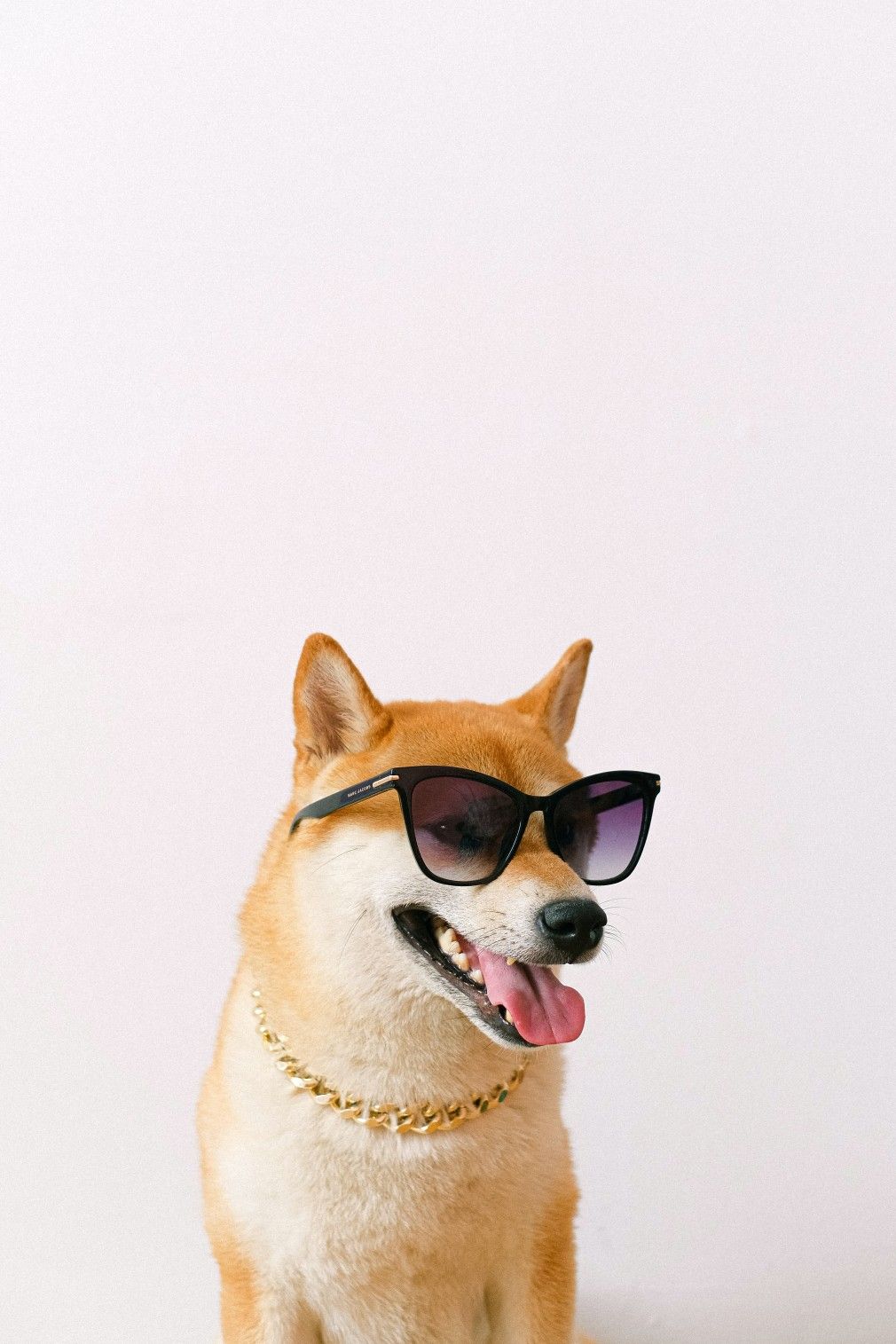 1010x1515  Cash money Shib | Shiba inu, Dog photos, Pet portraits