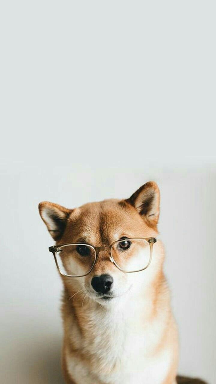 720x1280  Пин от пользователя Daphne Cho на доске iPhone wallpaper | Сиба-ину, Щенки,  Милые щенки