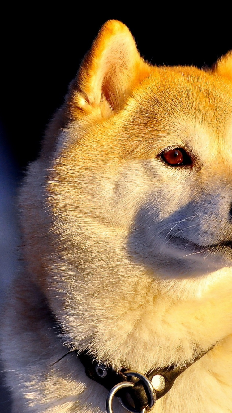 750x1334  Обои сиба ину, щенок, Акито, собака породы, морда для iPhone 6, 6S, 7, 8  бесплатно, заставка 750x1334 - скачать картинки и фото