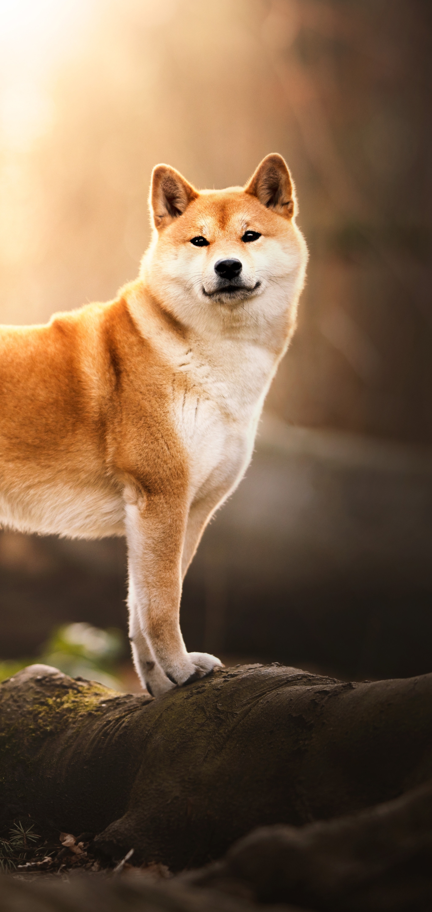 1440x3040  Shiba Inu Phone Wallpapers