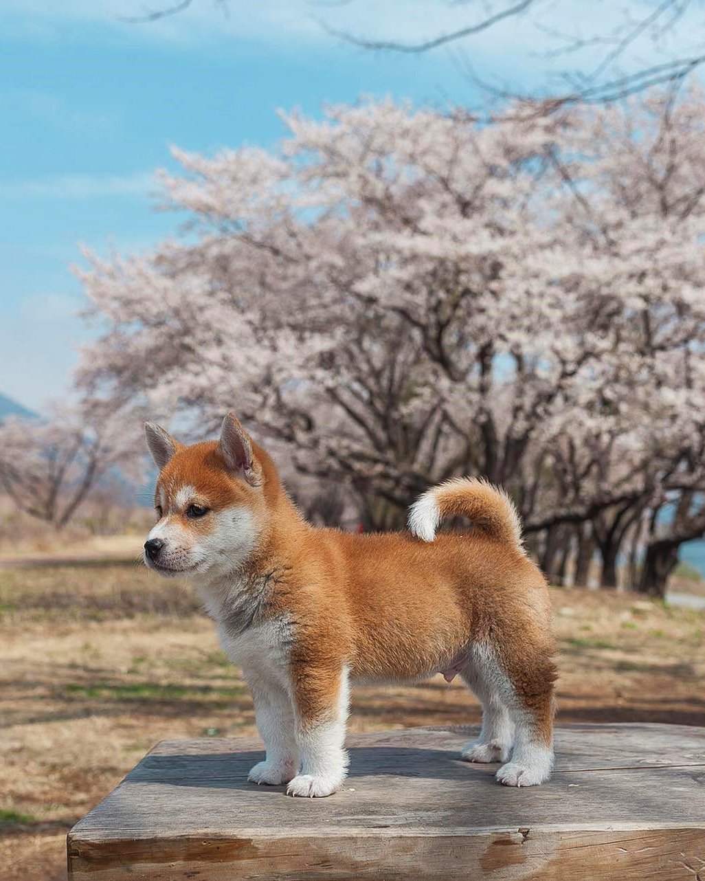 1026x1282  Японская собака - 79 фото