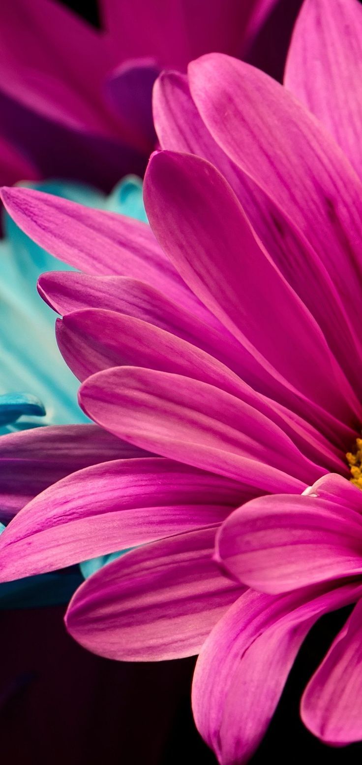 736x1553  Новая нейросеть создала 16 обоев для смартфонов. Их можно скачать на любое  устройство - Лайфхакер