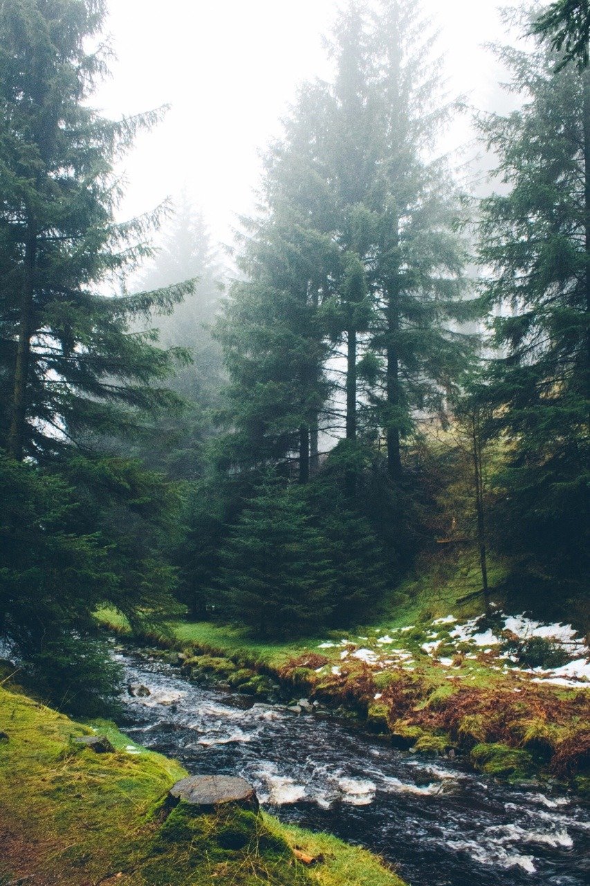 853x1280  Обои на телефон эстетика лес - фото и картинки abrakadabra.fun