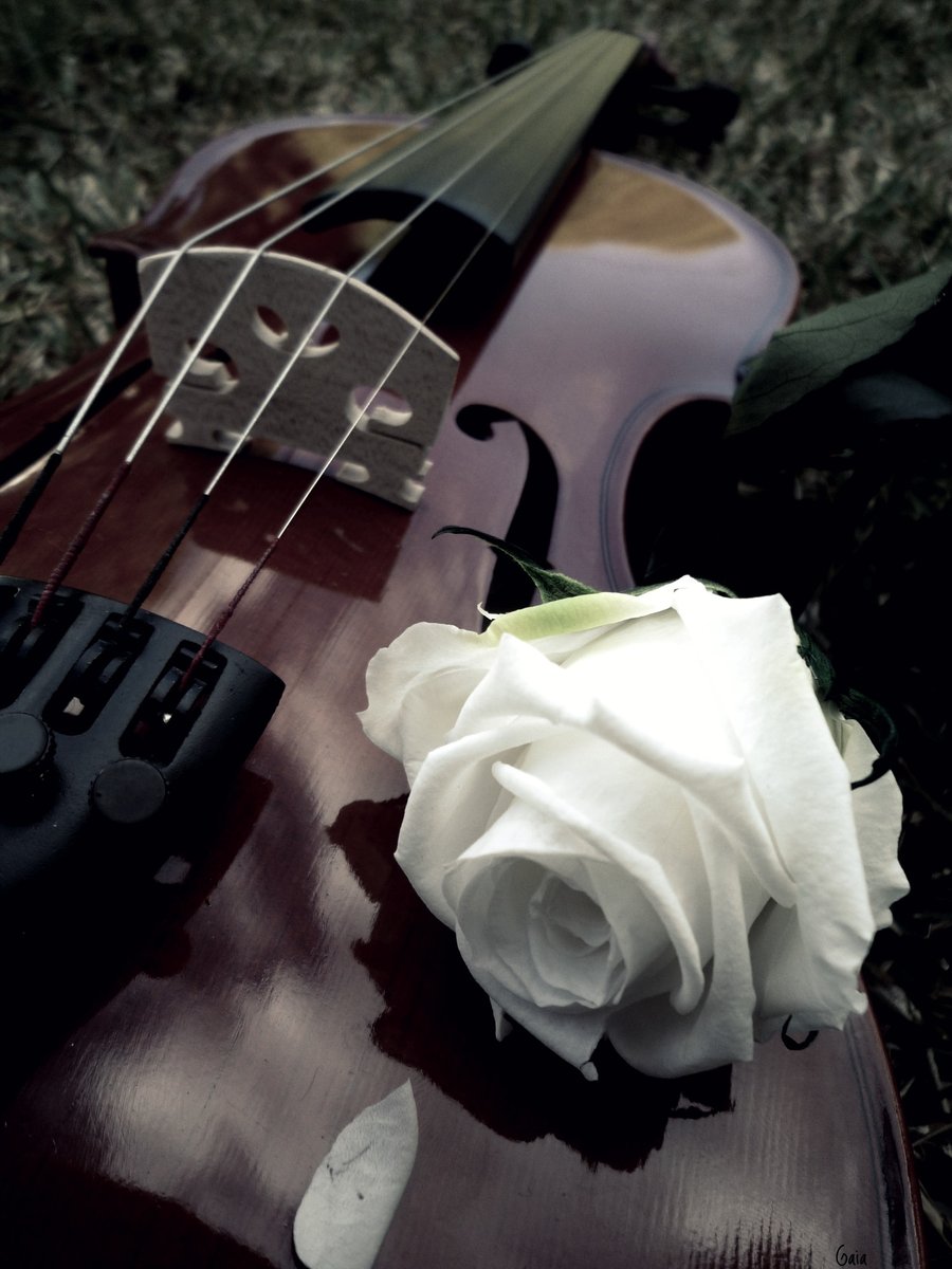 900x1200  Скрипка Hans Klein HKV-2 GW 1/2, цена - купить в интернет-магазине в Москве