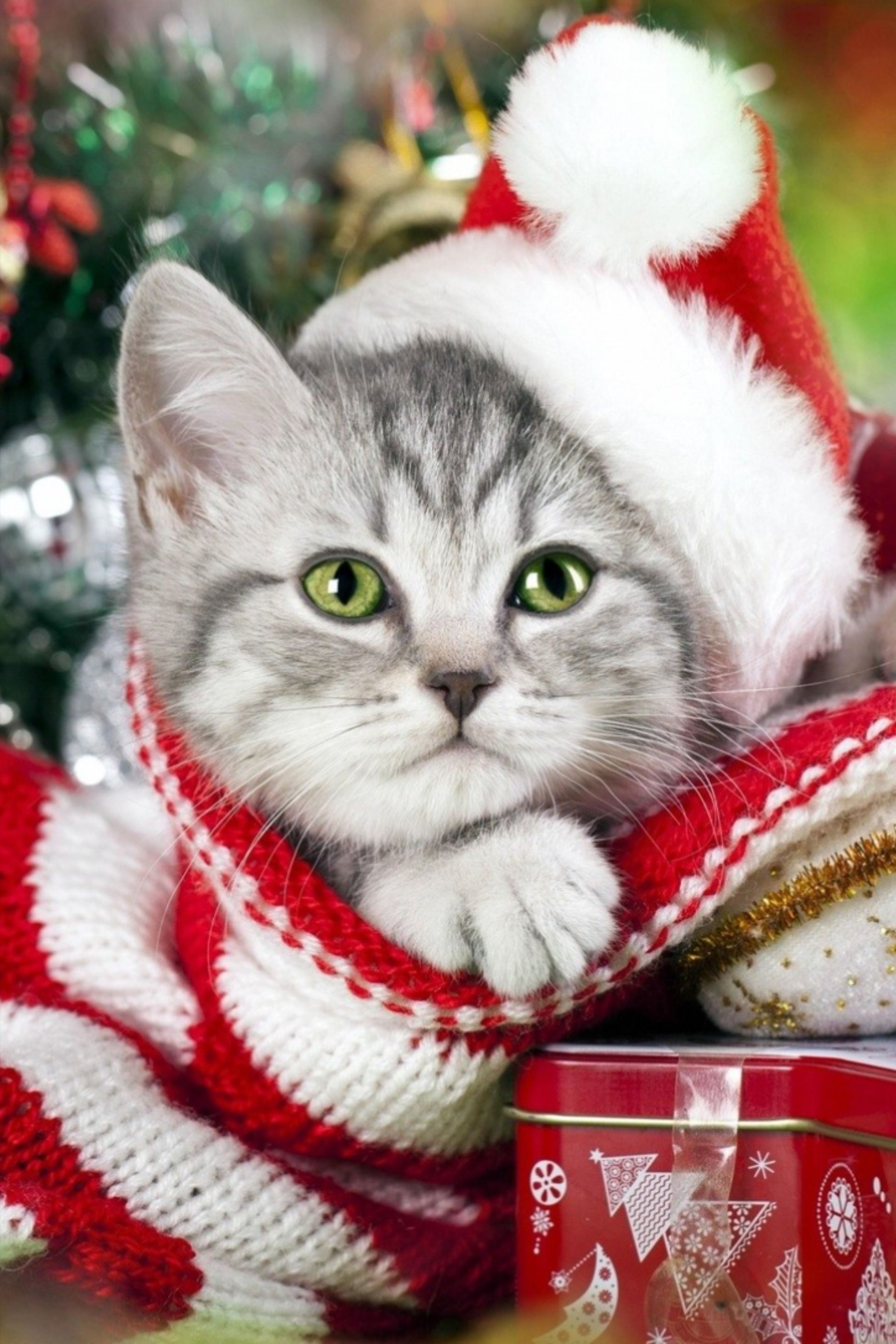 1920x2880  Милота. Зеленоглазое чудо. | Котята, Котенок, Милые детеныши животных