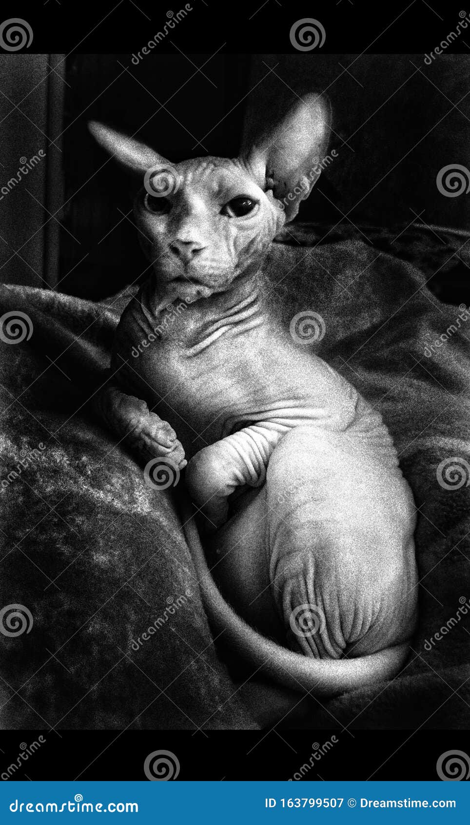 964x1690  Сфинкс Великолепного стоковое изображение. изображение насчитывающей телефон  - 163799507