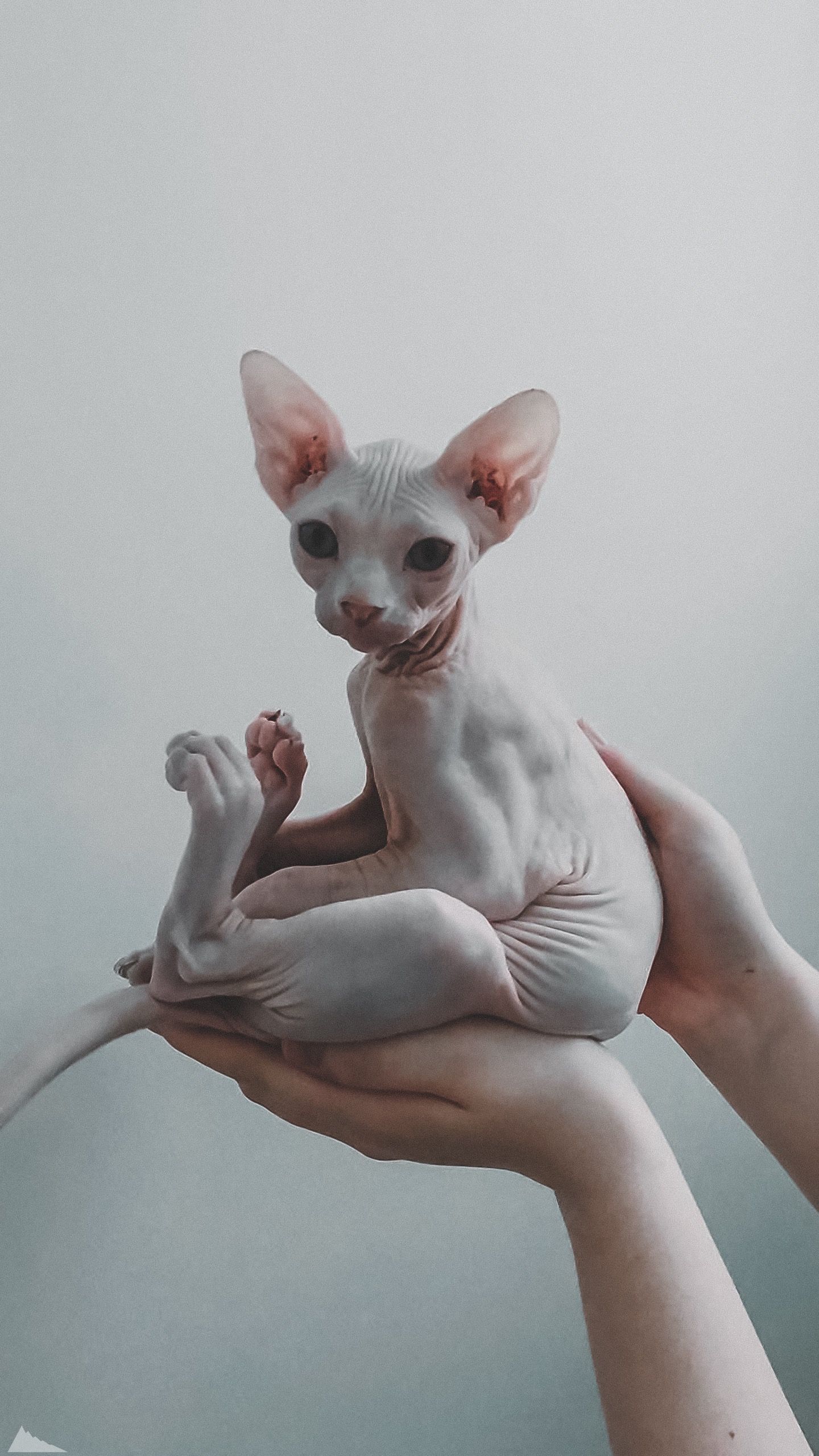 1440x2558  Pin by badsone on сохры | Cute hairless cat, Pretty animals, Cute little  animals