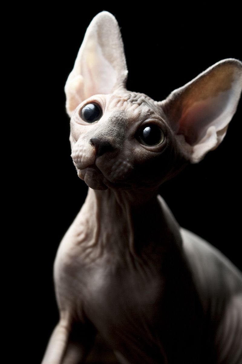 800x1200  Скачать 800x1200 кот, сфинкс, тень обои, картинки iphone 4s/4 for parallax