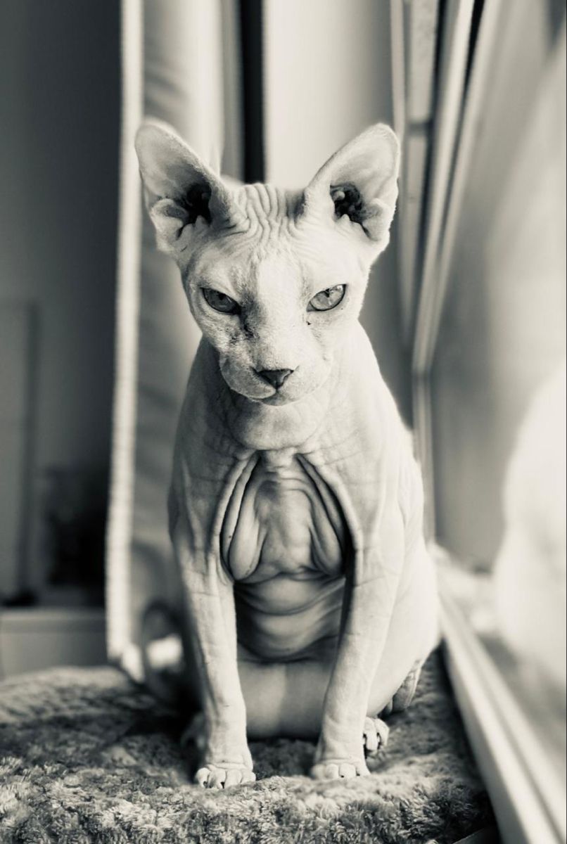 806x1200  Сфинкс | Сфинкс