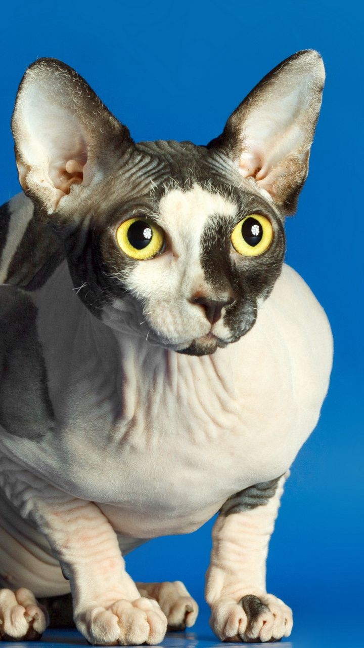 720x1280  Скачать 720x1280 сфинкс, кот, пятнистый обои, картинки samsung galaxy mini  s3, s5, neo, alpha, sony xperia compact z1, z2, z3, asus zenfone