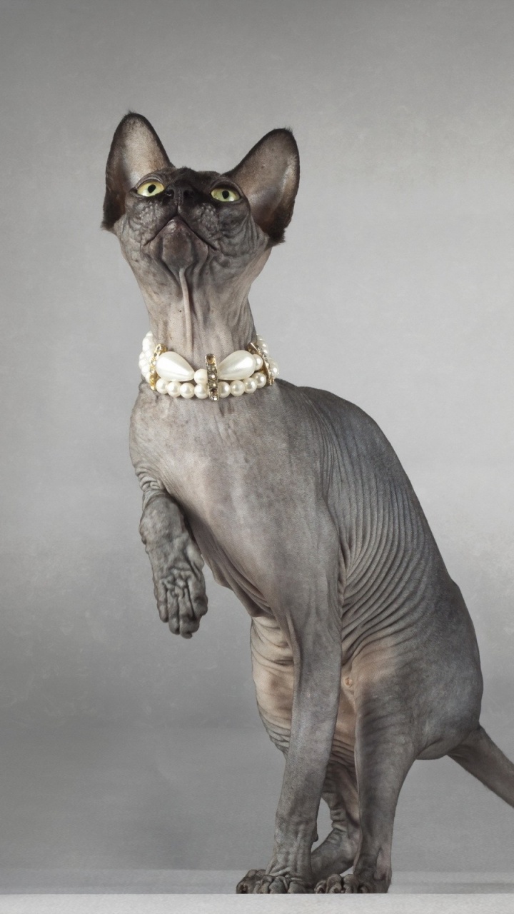 720x1280  Кошка сфинкс обои для телефона, HD заставки и картинки на экран блокировки  720x1280 | Akspic