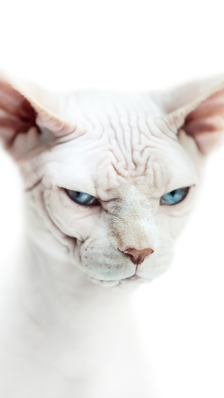 750x1334  Скачать обои \"Сфинкс Кошка\" на телефон в высоком качестве, вертикальные  картинки \"Сфинкс Кошка\" бесплатно