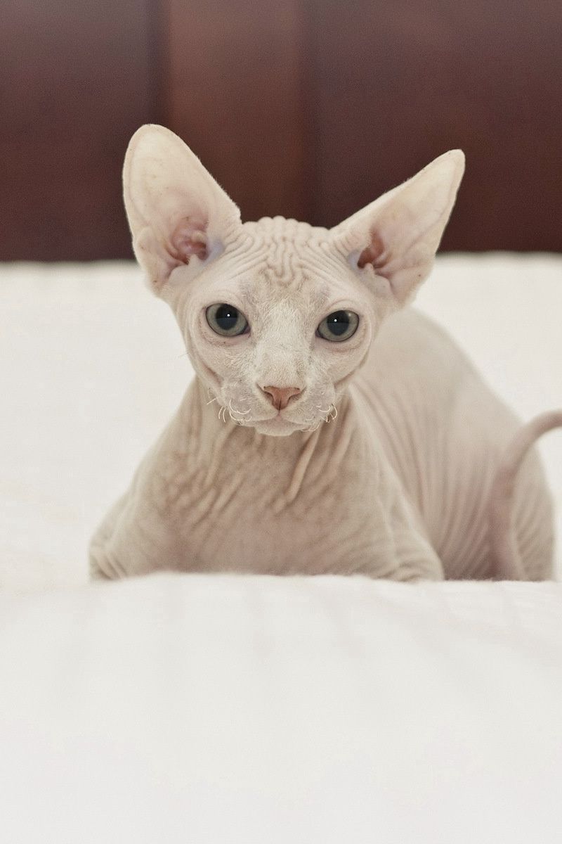 800x1200  Скачать 800x1200 кот, сфинкс, лежать обои, картинки iphone 4s/4 for parallax