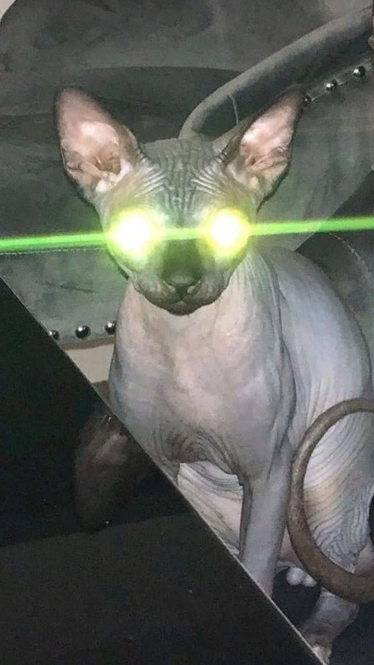 736x1309  ОБОИ НА ТЕЛЕФОН | Обои