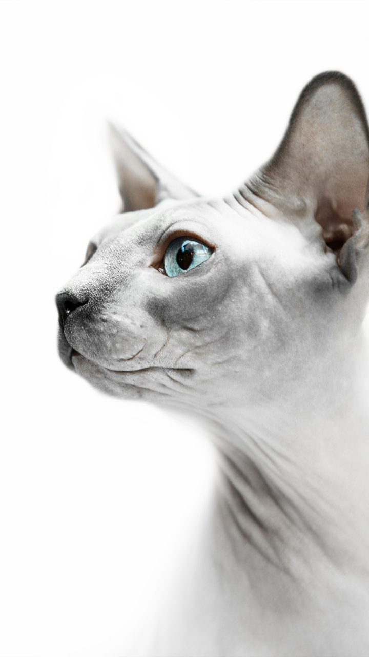 720x1280  Скачать обои \"Сфинкс Кошка\" на телефон в высоком качестве, вертикальные  картинки \"Сфинкс Кошка\" бесплатно