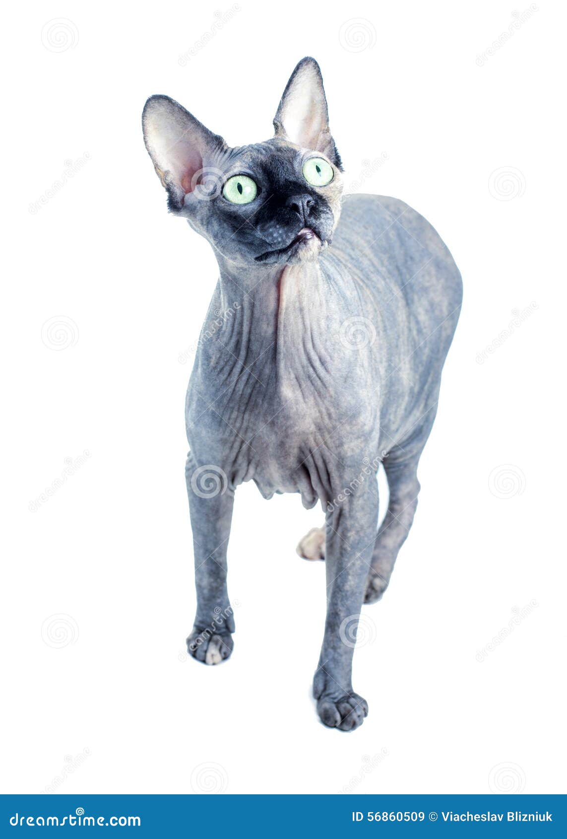 1143x1690  Черный или голубой канадский кот Sphynx с зелеными глазами Стоковое  Изображение - изображение насчитывающей черный, кошачий: 56860509