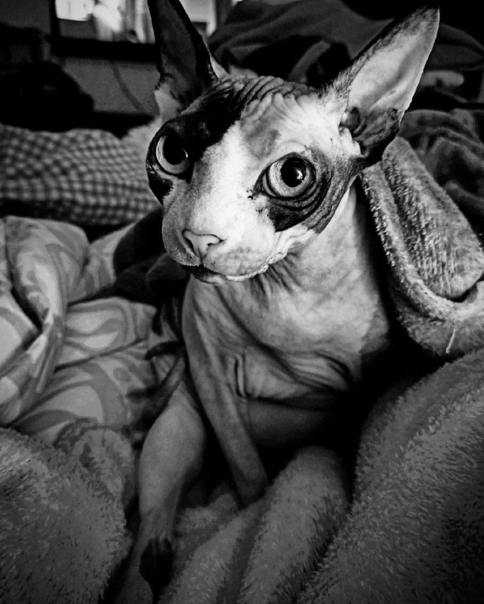 962x1200  Пример Наклейка интерьерная