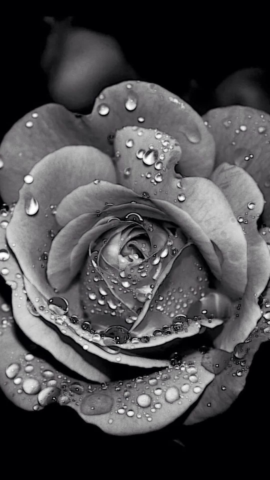 1080x1920  Серые обои на телефон - 74 фото