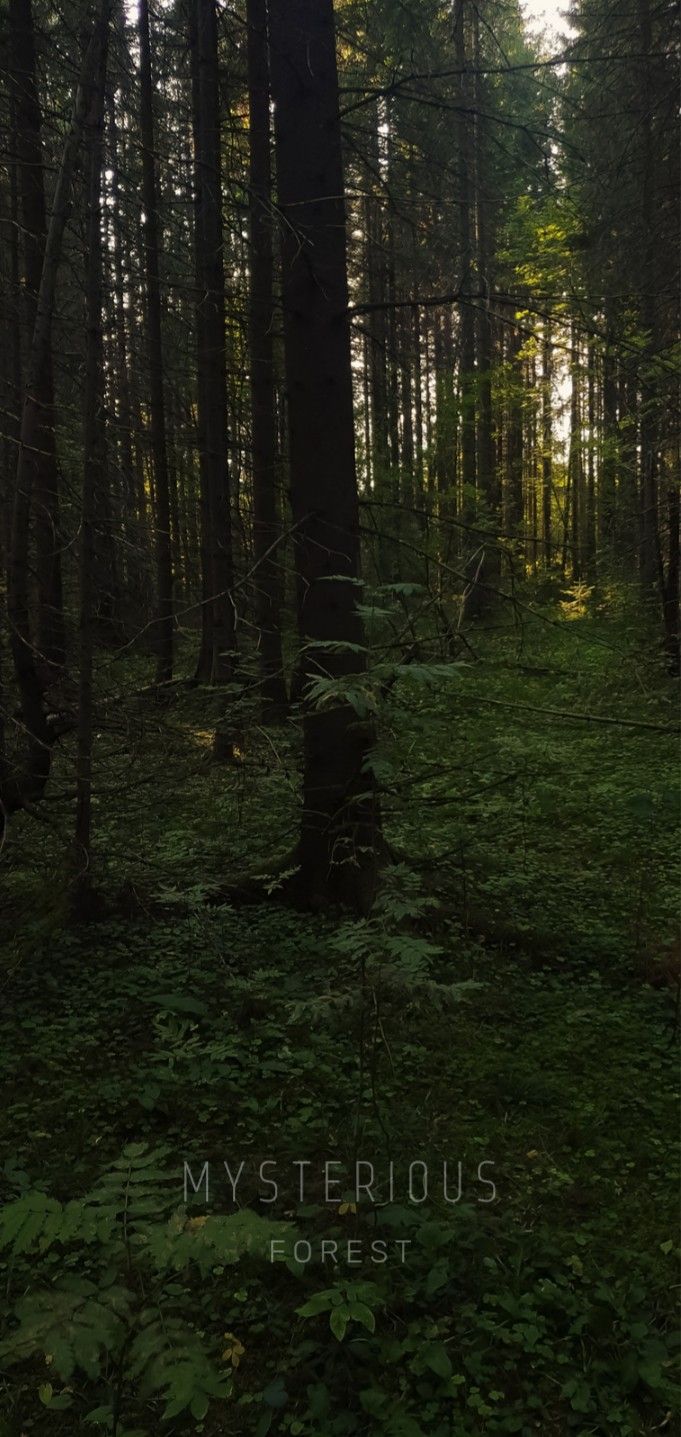 681x1437  Обои на телефон Wallpapers natura Forest Aesthetics | Таинственный лес, Лес,  Природа