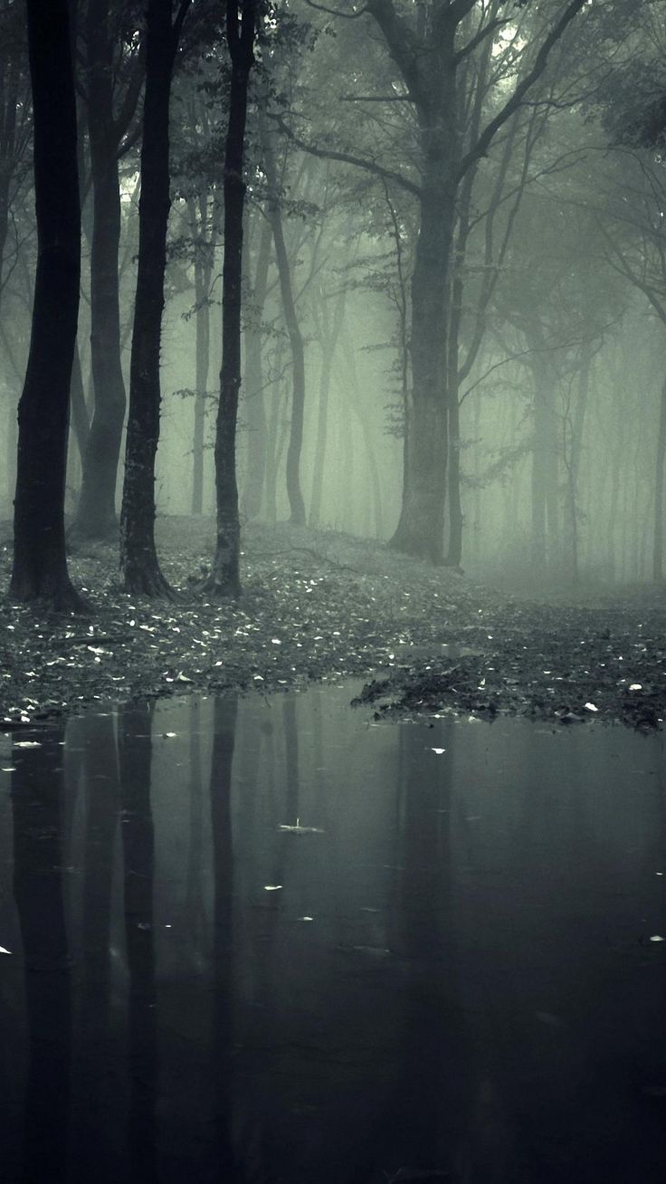 736x1308  Creepy iPhone Обои - Лучшие бесплатные обои Creepy iPhone - WallpaperAccess  | Hd nature wallpapers, Scary woods, Nature wallpaper