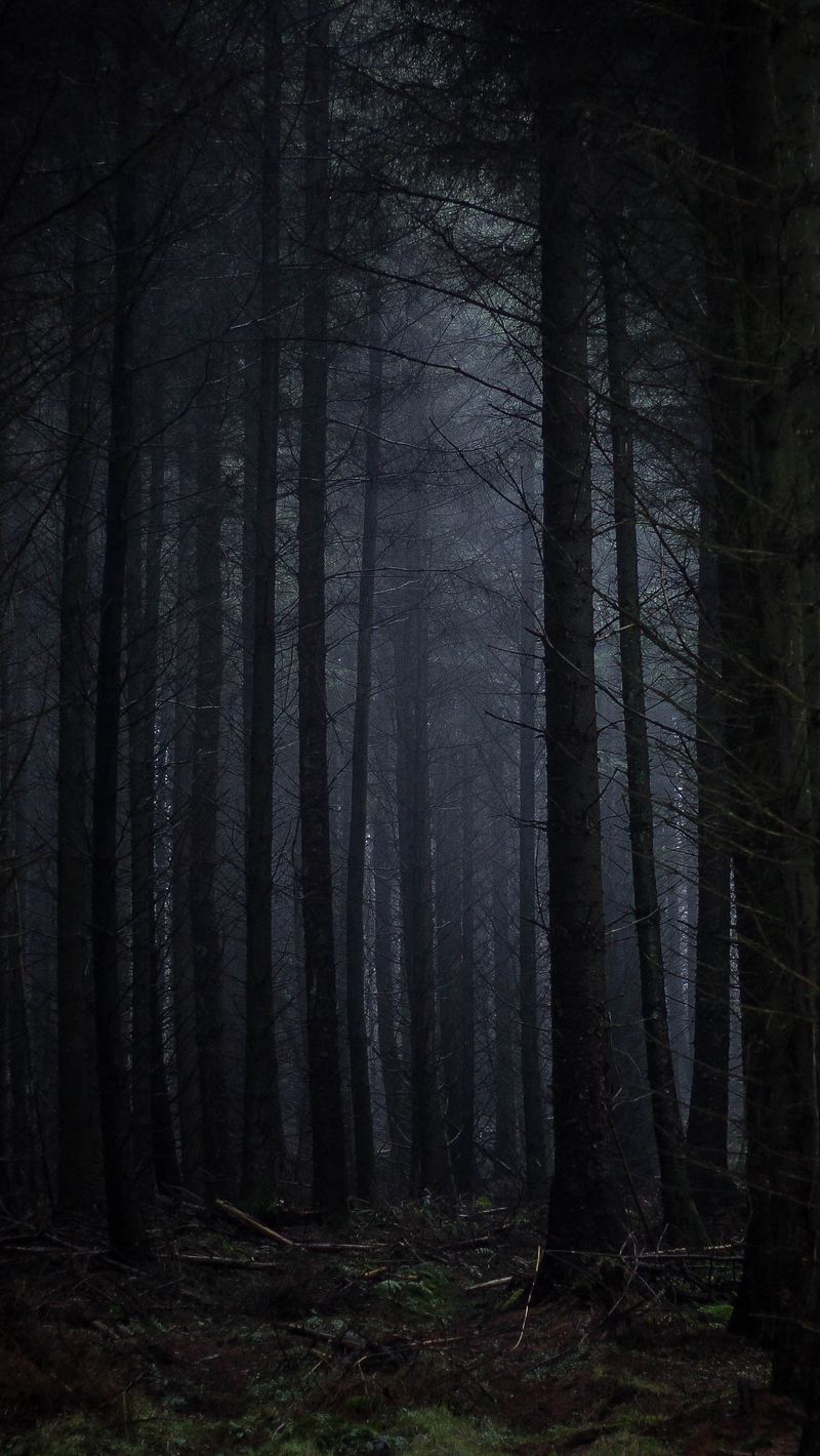 800x1420  Скачать 800x1420 лес, туман, темный, деревья, мрачный обои, картинки iphone  se/5s/5c/5 for parallax
